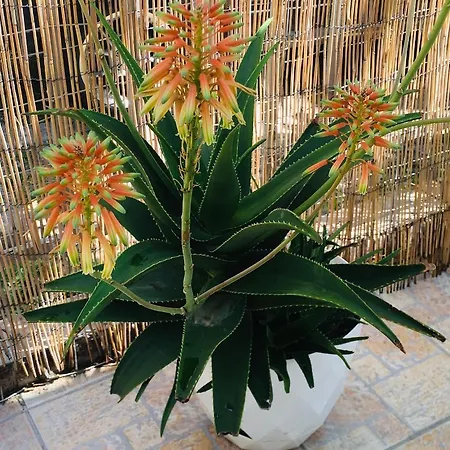 דירה Oasis Luxury Detached House In With Hydromassage