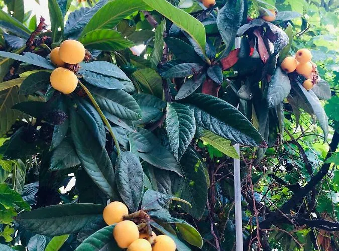 Oasis Luxury Detached House In With Hydromassage アパート